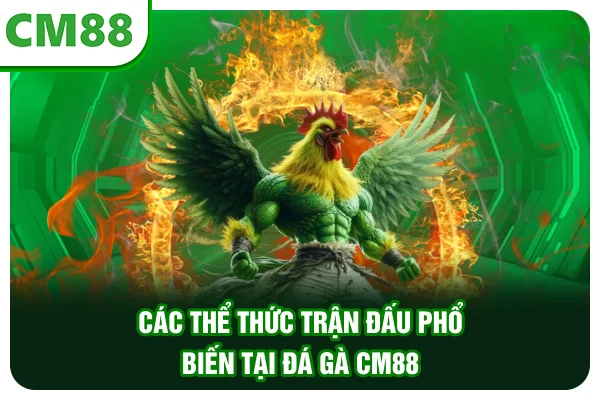Các thể thức trận đấu phổ biến tại đá gà CM88