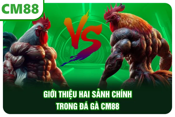 Giới thiệu hai sảnh chính trong đá gà CM88